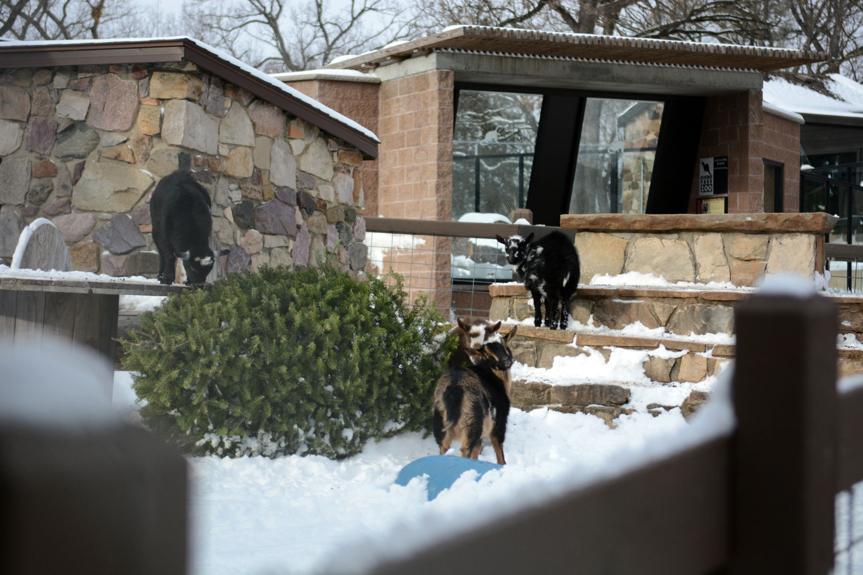 New bear at Ochsner Park Zoo